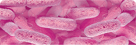 Microscopic Image of Gram-Negative Bacteria